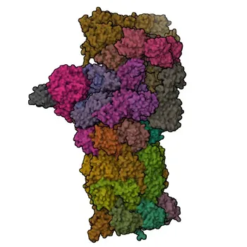 Anti-BAG1 Rabbit Polyclonal Antibody for WB, IF/ICC, ELISA - Q99933