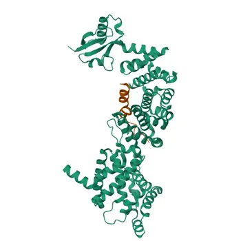 Anti-ELMO2 Rabbit Polyclonal Antibody for WB, ELISA - Q96JJ3