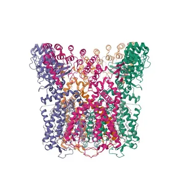 TRPV6 pAb di coniglio - Q9H1D0