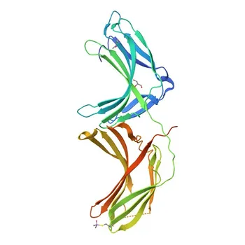 Anti-VPS26A Rabbit Polyclonal Antibody for WB, IF/ICC, ELISA - O75436