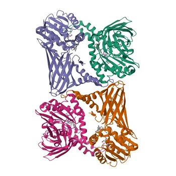Anticorpo policlonale coniglio Phospho-PRMT4/CARM1 (Ser228) per WB e ELISA - Q86X55