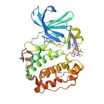 Rabbit Anti-RPS6KA6 Polyclonal Antibody for WB, ELISA - Q9UK32