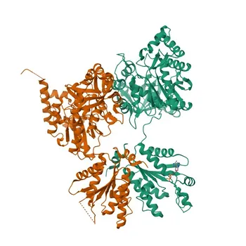 Anti-PAPSS1 Polyclonal Antibody for WB - O43252