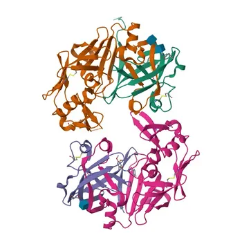 Anti-Cathepsin D Rabbit Polyclonal Antibody for WB, ELISA - P07339