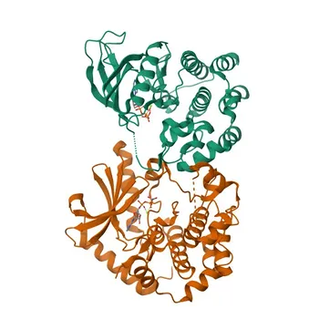 Anti-KSR1 Rabbit Polyclonal Antibody for WB, IF/ICC, ELISA - Q8IVT5