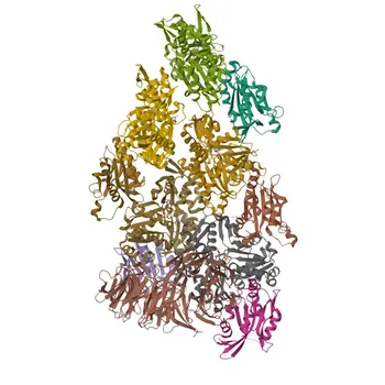 Anti-WDR1 Polyclonal Antibody for WB and ELISA - O75083