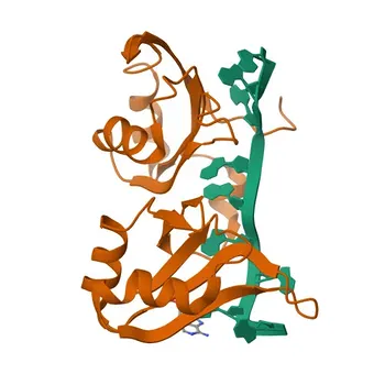 Anticorpo policlonale Anti-PABPC1 per WB, IHC-P, IF/ICC, ELISA - P11940