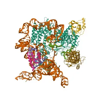 Anti-POT1 Rabbit Polyclonal Antibody for WB, ELISA - Q9NUX5