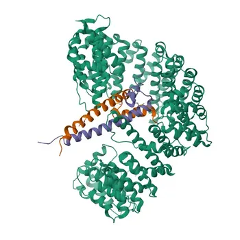 Anticorpo Policloal de Coelho Anti-SREBP2 para WB, IHC-P, ELISA - Q12772