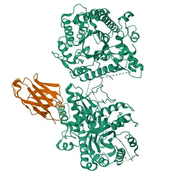 Anticorpo policlonale anti-KLB per WB, ELISA - Q86Z14