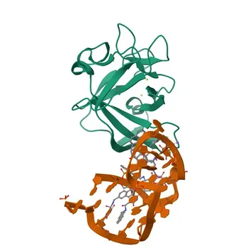 pAb di coniglio anti-IL-1 alfa per WB, IHC-P, ELISA - P01583