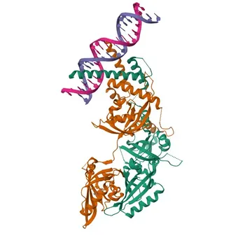 الأجسام المضادة متعددة النسيلة المضادة لـ HIF1β/ARNT لـ WB و ELISA - P27540
