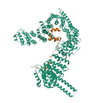 Anticorpo Policlonale Anti-CTCF per WB, IP, IF/ICC, IHC-P, ChIP, ELISA - P49711