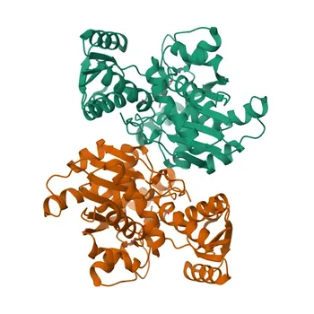 Anti-SDSL Polyclonal Antibody for WB, ELISA - Q96GA7