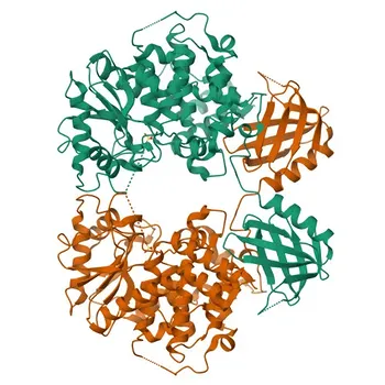 Anticorpo policlonale coniglio Anti-MTMR6 per WB, ELISA - Q9Y217
