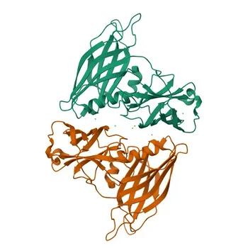 Anti-Synaptotagmin-1 (SYT1) Coniglio Anticorpo Policlonale per WB, IF-P, IHC-P, ELISA - P21579