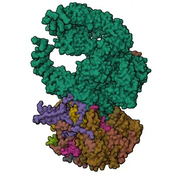 Anticorpo policlonale di coniglio TAF6L per WB, IP, ELISA - Q9Y6J9