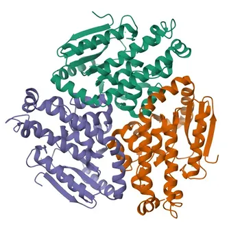 Anticorpo policlonale Anti-CDY1B per WB, ELISA - Q9Y6F8