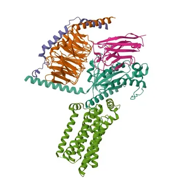 جسم مضاد متعدد النسائل Anti-TAS1R3 لتقنيتي WB وELISA - Q7RTX0