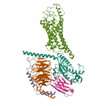 Anticorpo policlonale anti-FZD3 per WB, ELISA - Q9NPG1