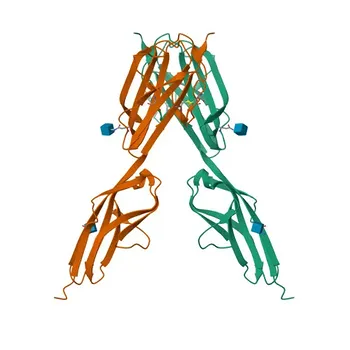 Anticorpo policlonale di coniglio anti-VEGFR3/FLT4 per WB ed ELISA - P35916