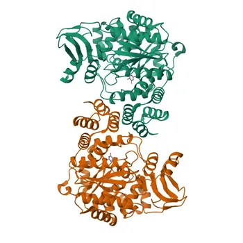 Anti-TYMP Polyclonal Antibody for WB and ELISA - P19971