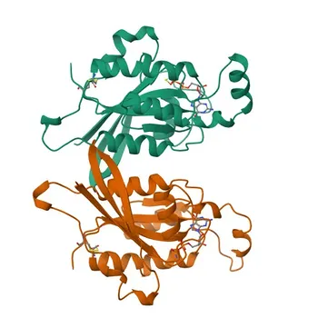 Phospho-Rac1/Cdc42-S71 Kaninchen-mAk für WB, ELISA - P60953 / P63000
