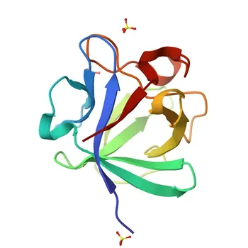 Anti-FGF4 Rabbit Polyclonal Antibody for WB and ELISA - P08620