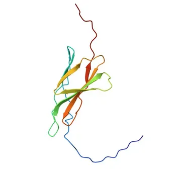 Anticorpo Policlonale di Coniglio Anti-CNTN3 per WB, ELISA - Q9P232