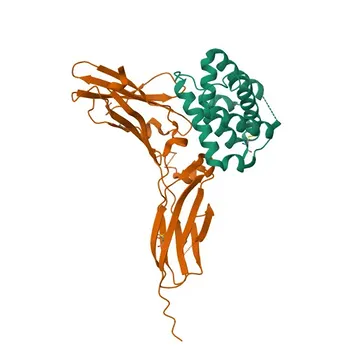 Anticorpo Policlonale Anti-IL22RA1 per WB, ELISA - Q8N6P7