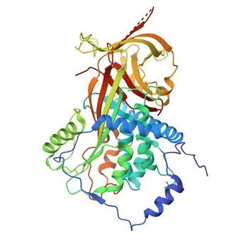 Anticorpo Policlonale di Coniglio Anti-Angiotensinogeno per WB, IHC-P, IF/ICC, ELISA - P01019