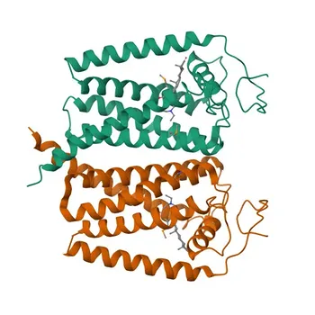 Anticorpo policlonale anti-EBP per WB e ELISA - Q15125