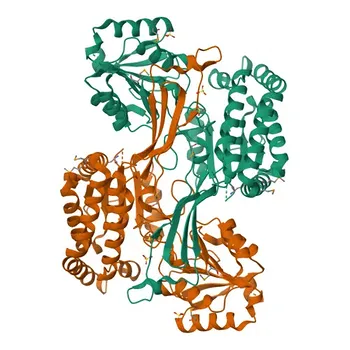 Anticorpo policlonale di coniglio anti-ALDH18A1 per WB, ELISA - P54886
