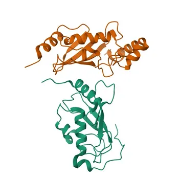 Anticorpo Policlonale di Coniglio Anti-Ube2N/Ubc13 per WB ed ELISA - P61088