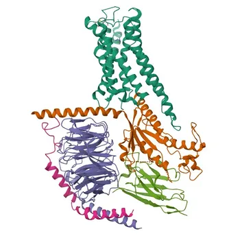 Anticorpo Policlonale Anti-Recettore dell'Istamina H2 per WB ed ELISA - P25021