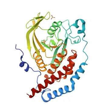 Anticorpo policlonale anti-PTPN13 per WB, IF/ICC, ELISA - Q12923