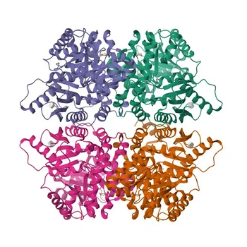 Anticorpo policlonale rabbit per PKLR per WB e ELISA - P30613