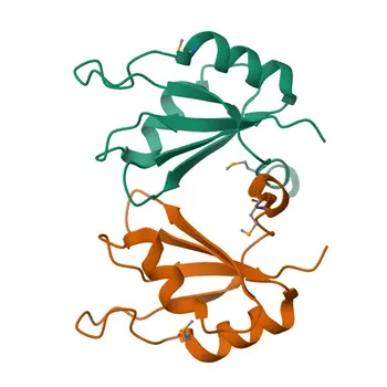 Anticorpo policlonale coniglio anti-RBPMS per WB e ELISA - Q93062
