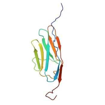 PALLD Rabbit Polyclonal Antibody for WB, IHC-P, IF/ICC, IP, ELISA - Q8WX93