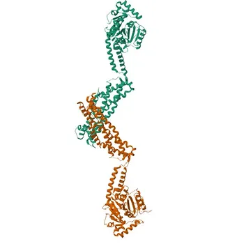 Phospho-DRP1-S616 Rabbit mAb - O00429