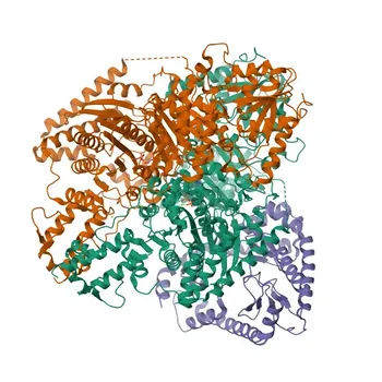 Anticorpo policlonale anti-OGDH di coniglio per WB, IHC-P, IF/ICC, ELISA - Q02218