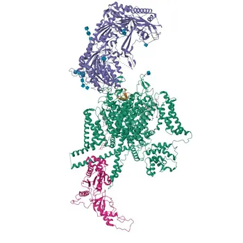 Anti-CACNB3 Polyclonal Antibody for WB, ELISA - P54284
