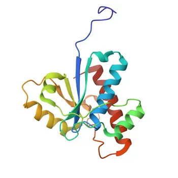 Anticorpo policlonale di coniglio anti-ACP1 per WB, IHC-P, ELISA - P24666