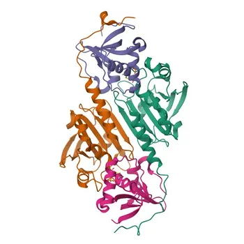 Anticorpo policlonale anti-Perossiredossina 1/PAG per WB ed ELISA - Q06830