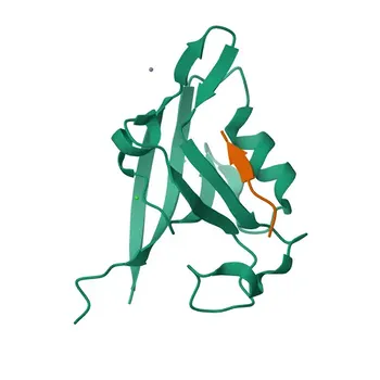 Anticorpo policlonale Anti-KCNJ4 per WB, IHC-P, ELISA - P48050