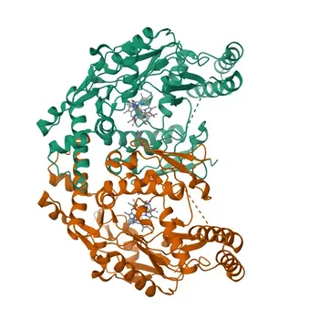 Anti-NOS1 Polyclonal Antibody for WB, IF/ICC, ELISA - P29475