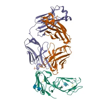 Anticorpo policlonale rabbit Anti-FCGR2B per WB, IF-P, ELISA - P31994