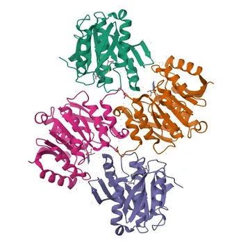 Anticorpo policlonale coniglio anti-METTL21C per WB, ELISA - Q5VZV1
