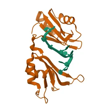 Anti-ELAVL4 Polyclonal Antibody for WB, IF-P, IHC-P, ELISA - P26378