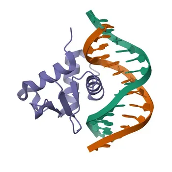 Anticorpo Policlonale Anti-SPDEF Coniglio per WB, IHC-P, IF/ICC, ELISA - O95238